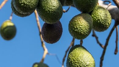 Abacates - Que Fruta Diversificada!