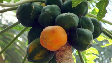 Como comer sementes de pata de pata pode ser bom para você