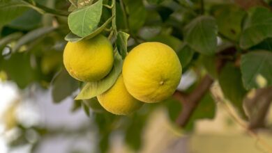 Limão: uma fruta suculenta e rica em vitamina C para uma vida saudável