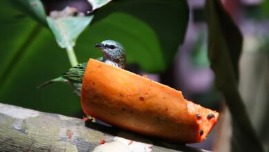 Receitas naturais para limpeza do cólon